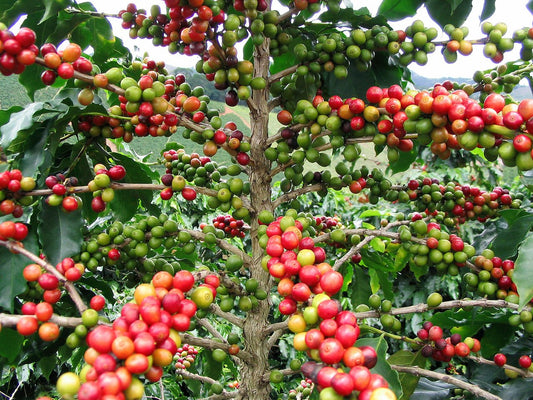 From Bean to Brew Part 1: The Journey of Coffee - The Harvest
