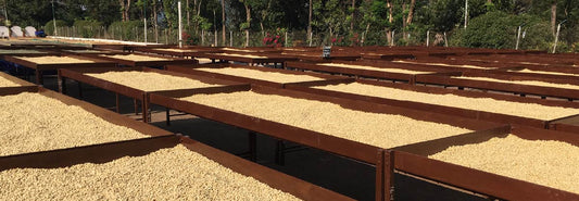 From Bean to Brew Part 2: From Fruit to Bean:  Unveiling the Transformative Journey of Coffee Processing and Drying